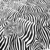 Wrapping paper zebra black/white 50 x 70 cm, 3 sheets - 2