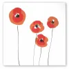 Greeting card poppy